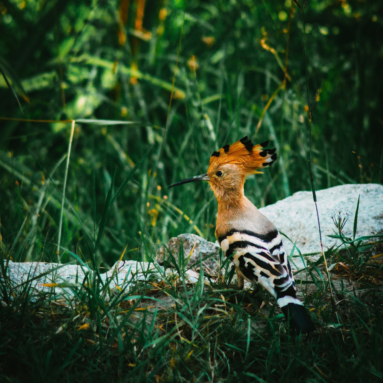 bird, hoopoe, ladakh-7423363.jpg